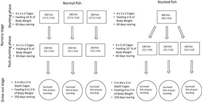 Compensatory growth and production economics of Silver pompano, Trachinotus blochii (Lacepede, 1801), fingerlings stunted by feed and space deprivation